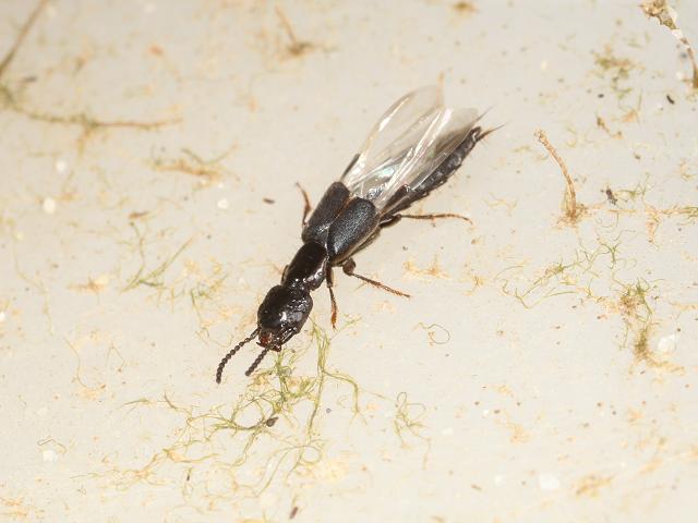 Cafius xantholoma Staphylinid Rove beetle Staphylinidae Marine Coleoptera Images