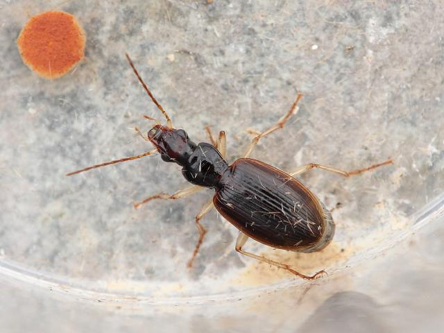 Paranchus albipes Carabid or Ground Beetle Coleoptera Marine arthropod images