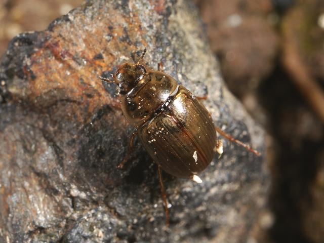 Enochrus halophilus Water Scavenger Beetle Hydrophilidae Coleoptera Arthropod Images
