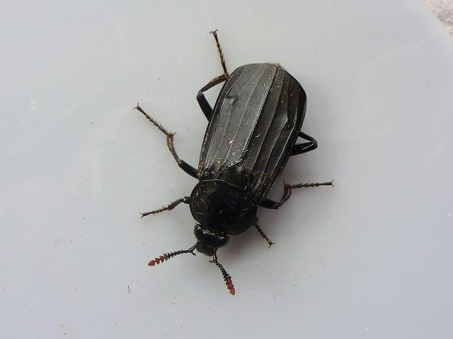 Necrodes littoralis Shore Sexton Beetle Marine Coleoptera Arthropod Images