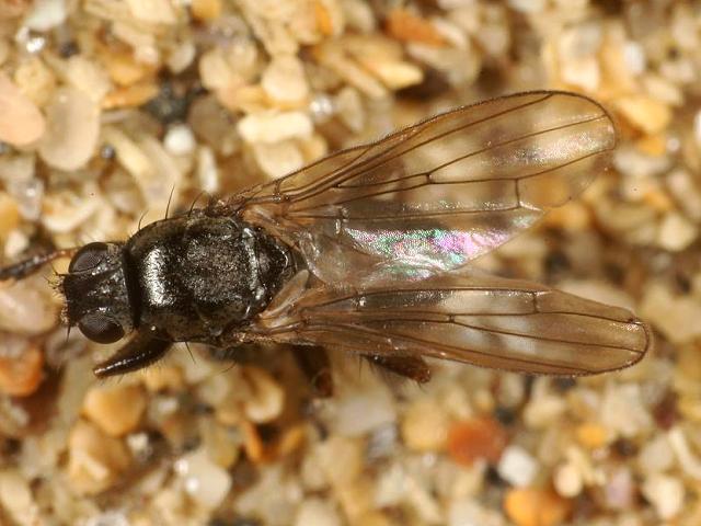 Coelopa Fucomyia frigida Kelp or Wrack fly Insecta Marine Arthropod Diptera Images