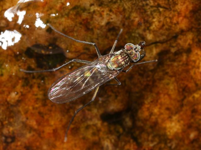 Liancalus virens Long legged fly Insecta Marine Arthropod Diptera Images