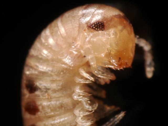Cylindroiulus latestriatus julid millipede julidae myriapoda images