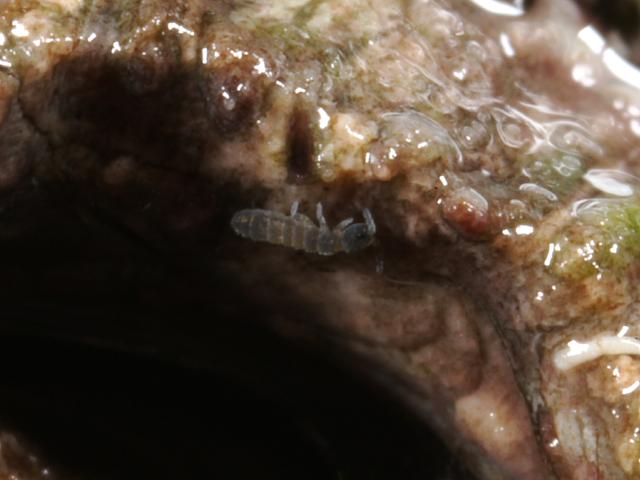 Marine Springtail Collembola Marine Arthropod Images