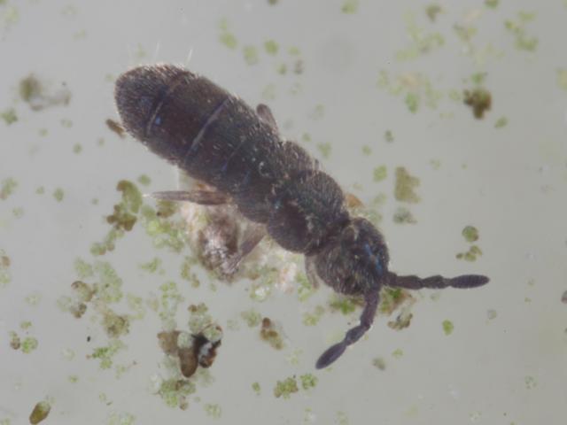 Vertagopus arboreus Isotomidae Isotomid or Elongate bodied Springtail Collembola Images