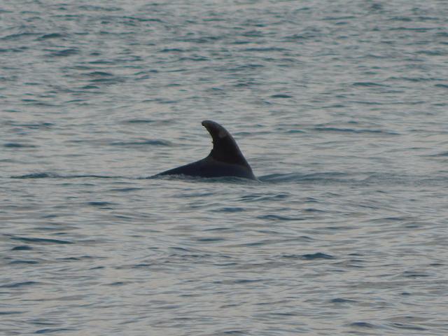 Tursiops truncatus Common bottlenose dolphin Cetacean Images