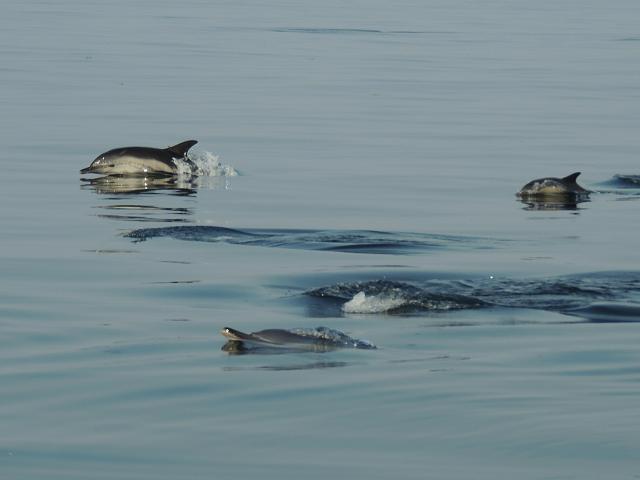 Delphinus delphis short beaked common dolphin Dead Stranding Cetacean Images