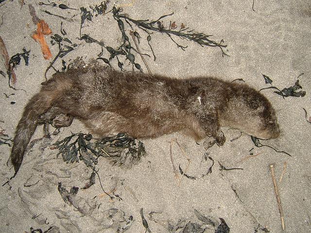 Lutra lutra Common European Otter kit dead stranding Marine Mammal Images