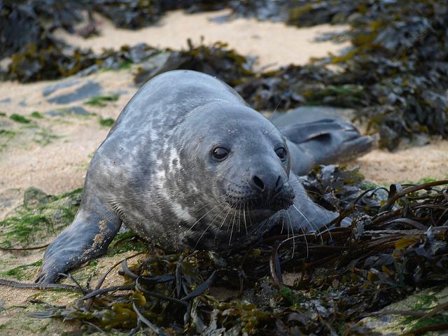Halichoerus grypus Atlantic Grey Seal pup Marine Mammal Images