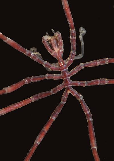 Sea spiders - Pycnogonida images UK