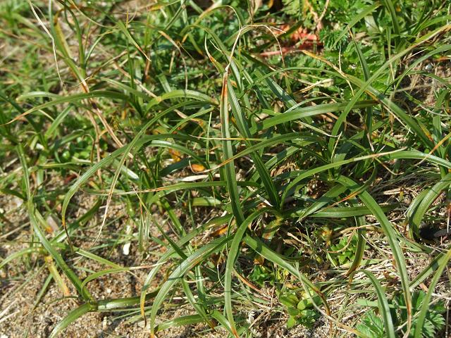 APHOTOMARINE - A photographic guide to aid the recognition and identification of Carex arenaria Sand Sedge Marine Plant Images