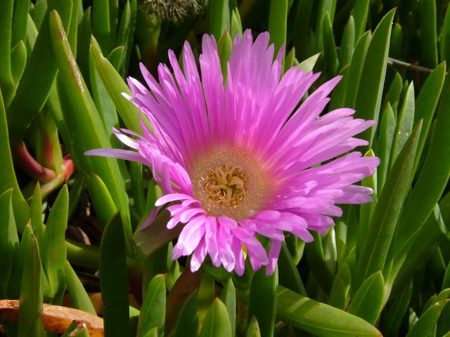 APHOTOMARINE - A photographic guide to aid the recognition and identification of Carpobrotus edulis Hottentot Fig Marine Plant Images