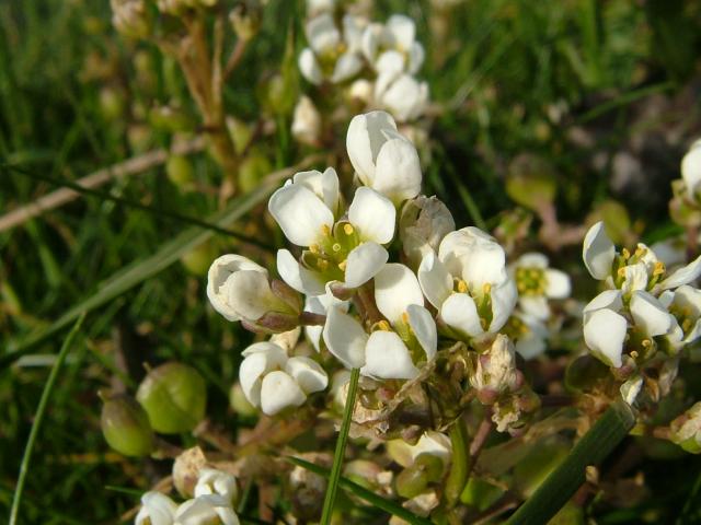 APHOTOMARINE - A photographic guide to aid the recognition and identification of Cochlearia anglica English Scurvygrass Marine Plant Images