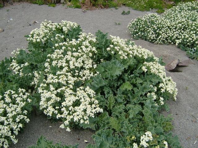 APHOTOMARINE - A photographic guide to aid the recognition and identification of Crambe maritima Sea Kale Marine Plant Images