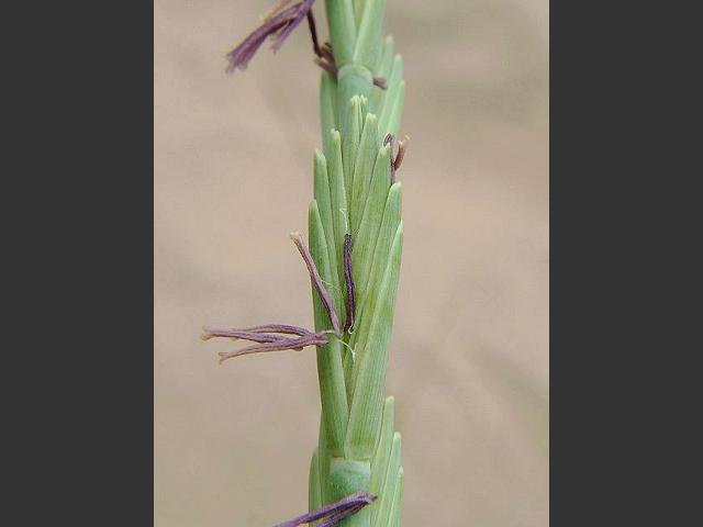 APHOTOMARINE - A photographic guide to aid the recognition and identification of Elytrigia juncea Sand Couch Marine Plant Images