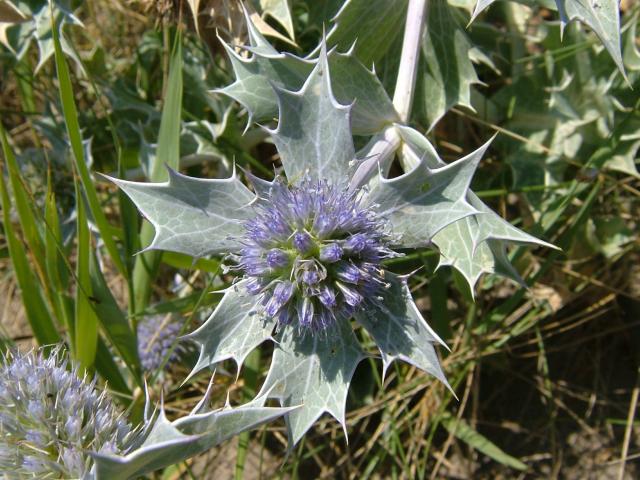 APHOTOMARINE - A photographic guide to aid the recognition and identification of Eryngium maritimum Sea Holly Marine Plant Images