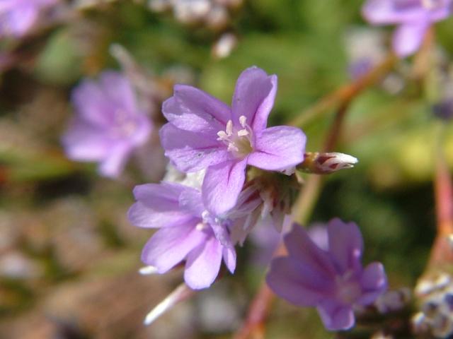 APHOTOMARINE - A photographic guide to aid the recognition and identification of Limonium binervosum Rock Sea Lavender Marine Plant Images