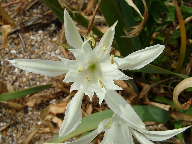 APHOTOMARINE - A photographic guide to aid the recognition and identification of Pancratium maritimum Sea Daffodil Marine Plant Images