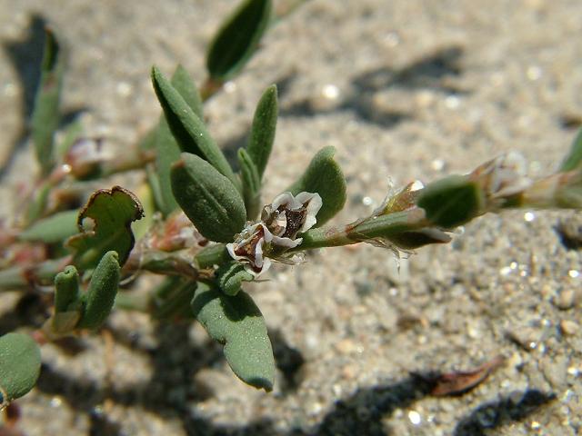 APHOTOMARINE - A photographic guide to aid the recognition and identification of Polygonum oxyspermum Rays Knotgrass Marine Plant Images