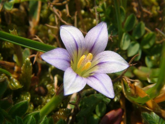 APHOTOMARINE - A photographic guide to aid the recognition and identification of Romulea columnae Sand or Warren Crocus Marine Plant Images