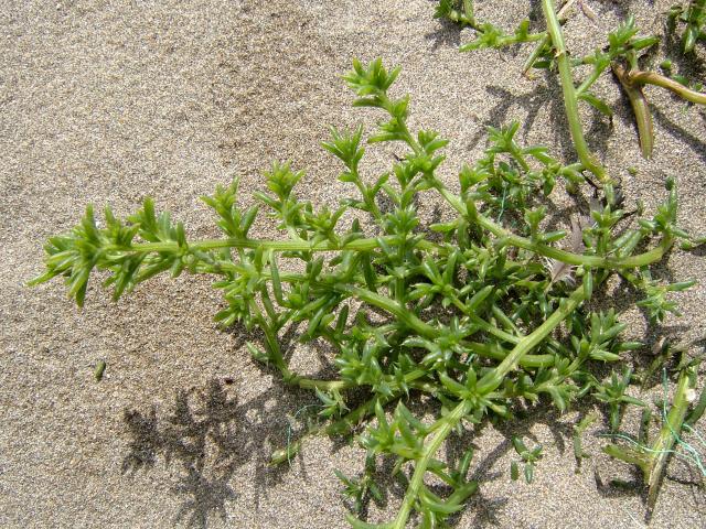 APHOTOMARINE - A photographic guide to aid the recognition and identification of Salsola kali Saltwort Marine Plant Images