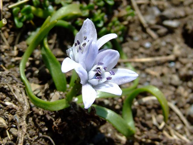 APHOTOMARINE - A photographic guide to aid the recognition and identification of Scilla verna Spring Squill Marine Plant Images