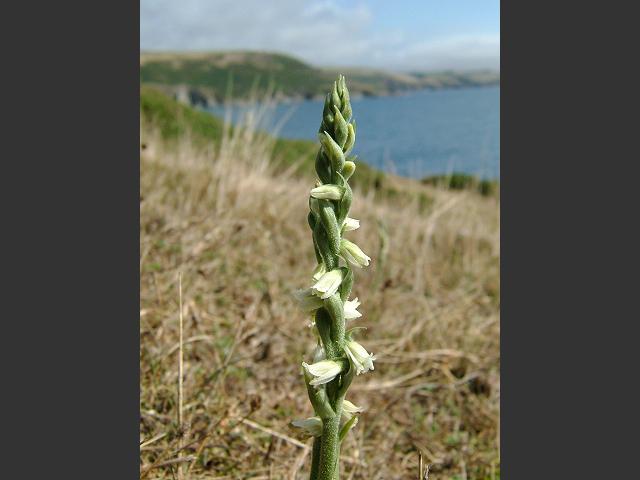 APHOTOMARINE - A photographic guide to aid the recognition and identification of Spiranthes spiralis Autumn Ladys Tresses Orchid Marine Plant Images