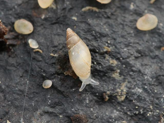Auriculinella bidentata Two toothed White Snail Marine Snail Pulmonate gastropod images