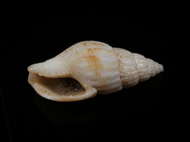Costoanachis avara Greedy dove shell Anachis marine snail images
