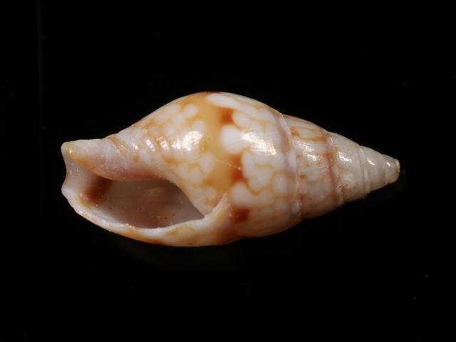Costoanachis sparsa Sparse dove shell Anachis marine snail images