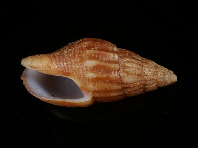 Cotonopsis lafresnayi Well ribbed dove shell Anachis marine snail images