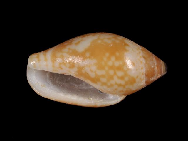 Nitidella nitida Glossy dove shell Anachis marine snail images