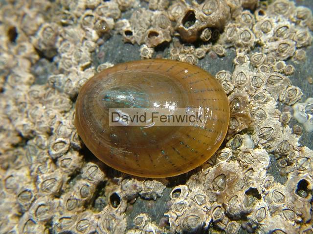Patella pellucida Ansates pellucida Helcion laevis Blue rayed Limpet marine snail images