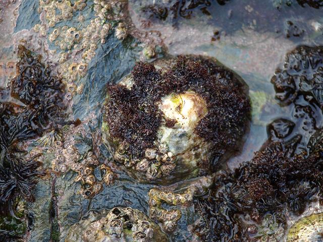 Patella vulgata Common Limpet marine snail images