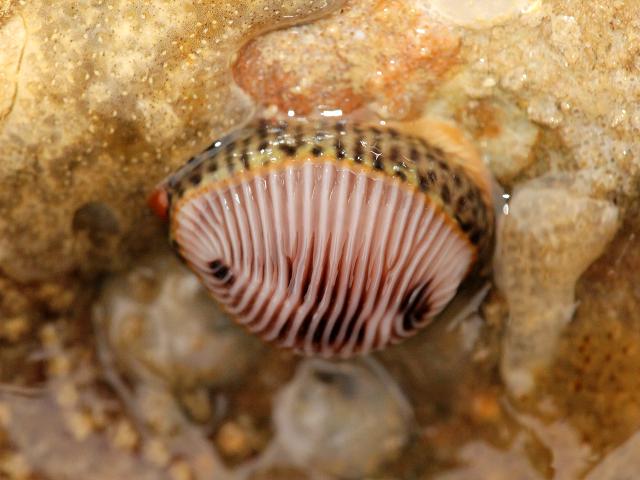 Trivia monacha Spotted Cowrie marine snail images