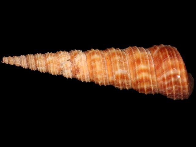 Turritella communis Auger or Common Turret Shell marine snail images