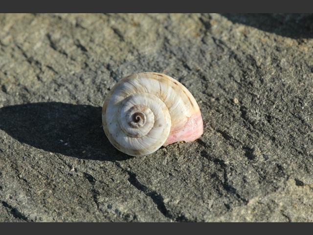 Theba pisana Pisan or Sandhill Snail Land Snail Images