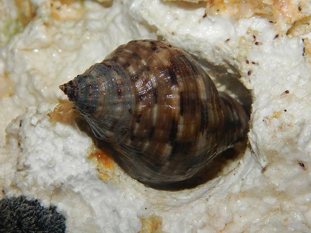stramonita haemastoma floridana Florida rock snail or Florida purple Marine Images