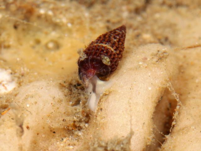 Cerithiopsis tubercularis Horn shell marine snail images