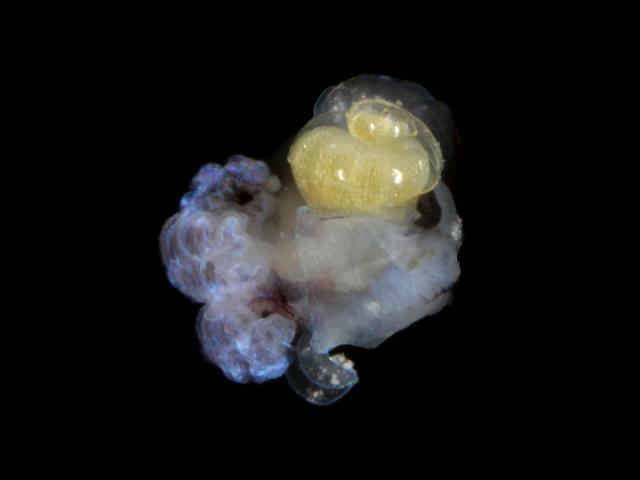 Plankton of gastropod molluscs marine snail images