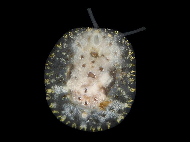 Lamellaria perspicua A Velutinid marine snail images
