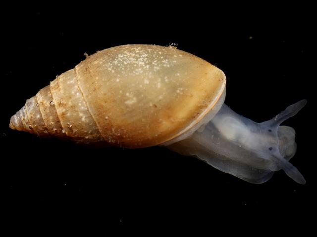 Myosotella myosotis denticulata estuarine mouse eared snail pulmonate gastropod images