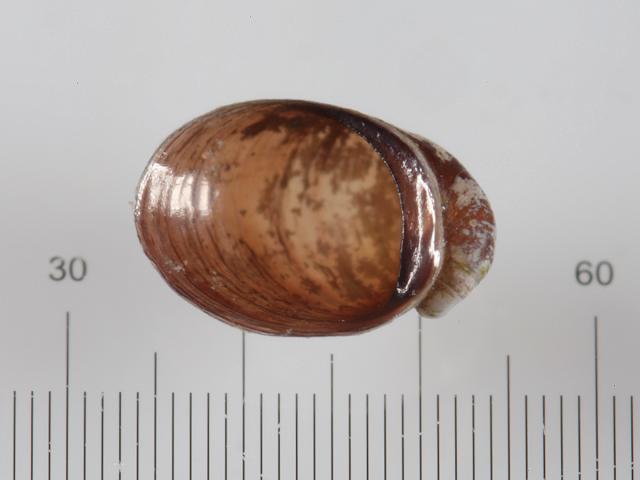 Otina ovata Little ear shell Pulmonate gastropod images