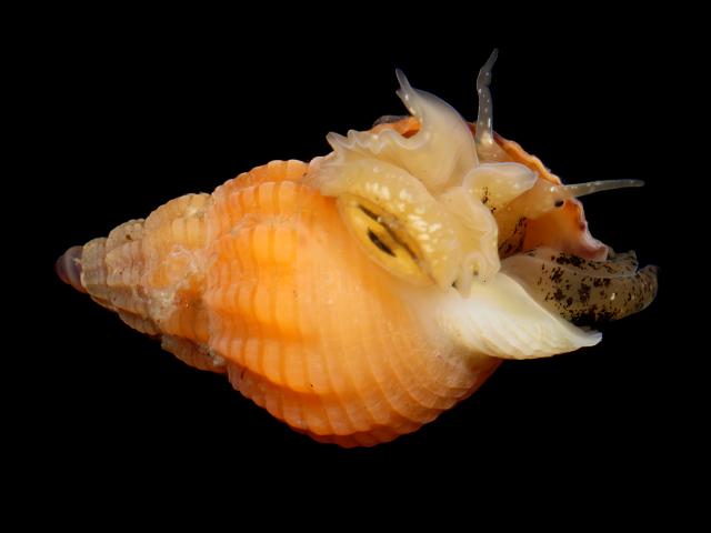 Tritia incrassata syn Nassarius incrassatus Thick lipped dog whelk marine snail images