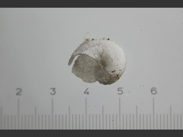 Anatoma crispata Curled slit shell marine snail images