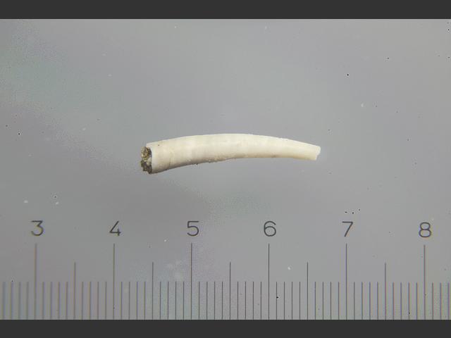 Pulsellum lofotense Tusk shell marine snail images