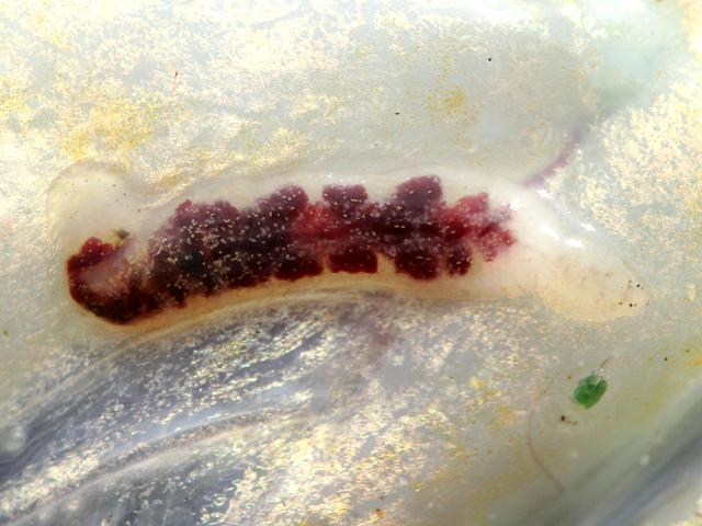 Oceanobdella microstoma Heptacyclus Malmiana species Marine Leech Images