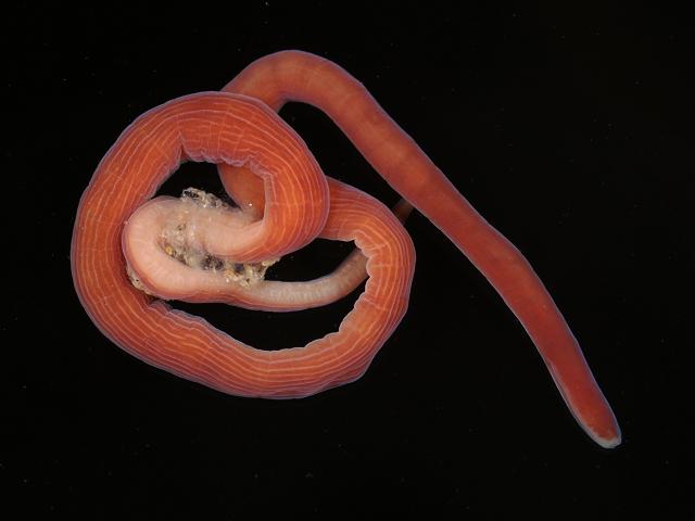 Nemertean Ribbon worm under rock stone red white Marine Images