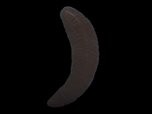 Oerstedia dorsalis Nemertean Ribbon worm Marine Images