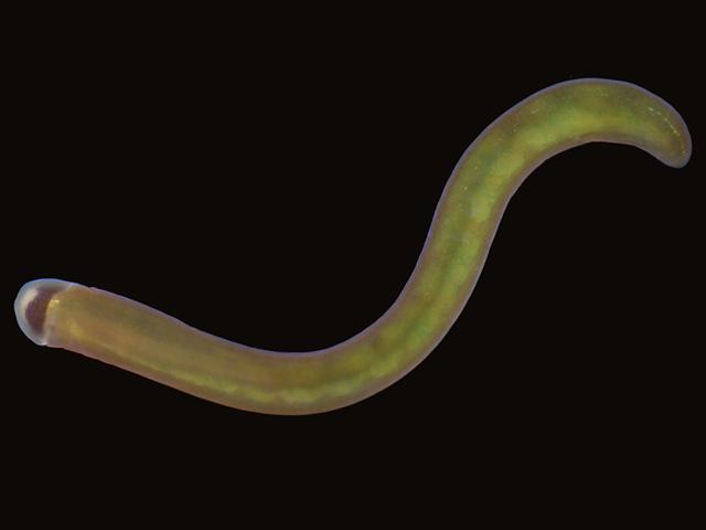 Tetrastemma coronatum melanocephalum tetrastemmatid tetrastemmatidae Ribbon worm Nemertean Images